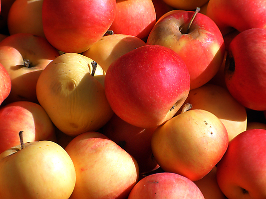 포토 JPG 해외이미지 과일 실내 그림자 사람없음 여러개 사과 가득함 해외포토 다수 내부 파일형식 이미지허브