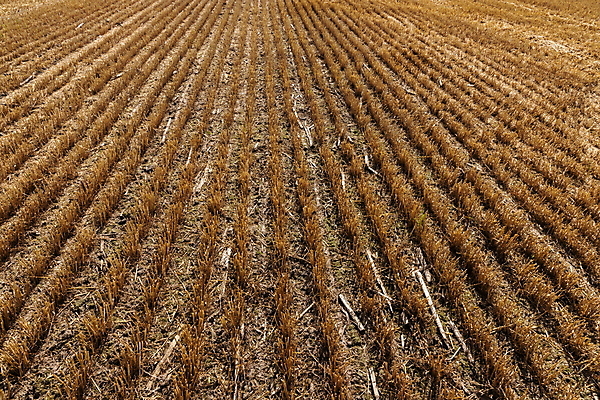 포토 JPG 해외이미지 식물 계절 음식 빵 줄기 백그라운드 밭 농업 자연 하늘 건조 풍경 잔디 사람없음 야외 옆모습 초록색 여름 농작물 농장 농경지 노란색 수확 가을 시골 황금 낟알 땅 자르기 시리얼 밀 밀짚 땅바닥 밭일 숙성 호밀 해외포토 산업 뷰포인트 컬러 모션 곡류 바닥 짚 생태계 파일형식 이미지허브