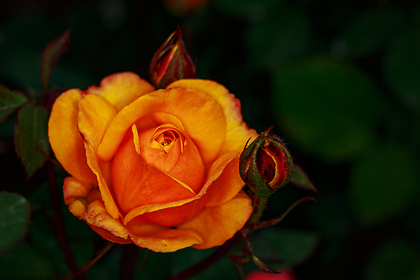 포토 JPG 해외이미지 꽃 산업 농업 자연 사람없음 야외 가로 컬러풀 한개 장미 봄 닫기 원예 카피스페이스 해외포토 식물 1 계절 컬러 모션 취미 공백 생태계 파일형식 이미지허브