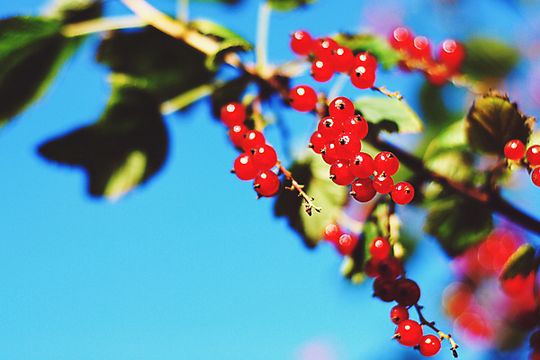 포토 JPG 해외이미지 식물 계절 열매 과일 사람없음 빨간색 컬러풀 정원 맑음 성장 나뭇가지 신선 소프트포커스 유기농 원예 건포도 숙성 해외포토 나무 웰빙 컬러 포도 날씨 촬영기법 취미 건과일 파일형식 이미지허브