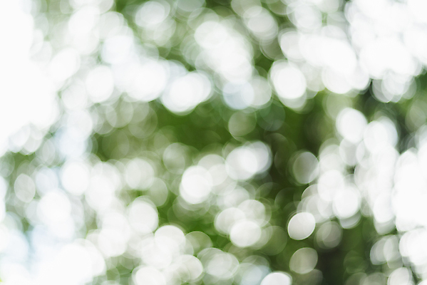 포토 JPG 해외이미지 디자인 계절 백그라운드 잎 패턴 자연 추상 미술 사람없음 초록색 빛 컬러풀 햇빛 봄 흰색 소프트포커스 질감 보케 부드러움 내추럴 블러 효과 해외포토 식물 컬러 무늬 문화예술 촬영기법 태양 감각 생태계 파일형식 이미지허브