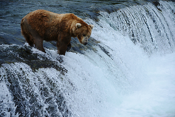 포토 JPG 해외이미지 주간 한마리 야생동물 곰 사람없음 야외 폭포 해외포토 자연요소 동물 1 포유류 자연 파일형식 이미지허브