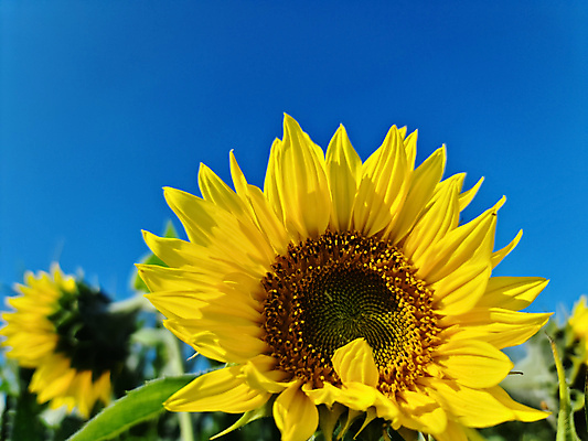 포토 JPG 해외이미지 주간 하늘 해바라기 풍경 사람없음 야외 여름 해외포토 자연요소 계절 꽃 파일형식 이미지허브