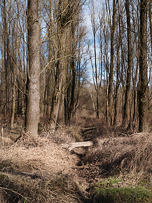 포토 JPG 해외이미지 나무 식물 계절 공원 유럽 호수 야생동물 섬 여행 자연 하늘 사람없음 야외 목재 초록색 물 파란색 뷰티 환경 봄 시골 숲 운하 장면 내추럴 생태학 채널 해외포토 자연요소 동물 공공시설 교육 나라 컬러 재료 생태계 파일형식 이미지허브