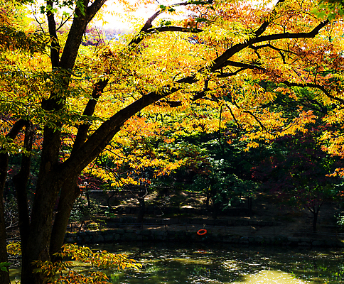 포토 JPG 해외이미지 주간 단풍 단풍나무 사람없음 야외 해외포토 자연요소 나무 잎 파일형식 이미지허브