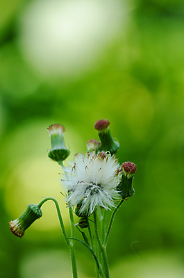 포토 JPG 해외이미지 식물 템플릿 디자인 백그라운드 잎 패턴 자연 추상 프레임 사람없음 목재 초록색 빛 환경 봄 젖음 성장 물방울 신선 작음 유기농 질감 내추럴 인공 해외포토 나무 웰빙 계절 컬러 무늬 재료 크기 생태계 파일형식 이미지허브