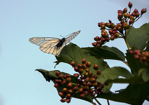 포토 JPG 해외이미지 동물 응시 꽃잎 꽃 야생동물 나비 곤충 꽃무늬 패턴 날개 오렌지 자연 해바라기 안테나 사람없음 초록색 여름 컬러풀 뷰티 노란색 우주 귀여움 정원 검은색 침묵 고요 봄 우아함 달콤 벌레 만족 철새 내추럴 수유 영광군 해외포토 식물 시선 계절 감정 컬러 컨셉 무늬 과일 통신 조류 소리 맛 전라남도 생태계 파일형식 이미지허브