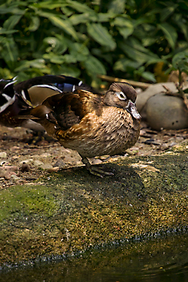 포토 JPG 해외이미지 동물 남자 아시아 호수 야생동물 2 날개 자연 조류 오리 동물원 동양인 사람없음 야외 빨간색 초록색 물 파란색 강 컬러풀 갈색 검은색 수영 흰색 깃털 꼬리 부리 동물상 이국적 해외포토 자연요소 나라 컬러 사람 인종 조형물 수상스포츠 생태계 파일형식 이미지허브