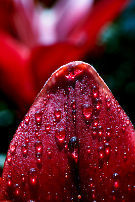 포토 JPG 해외이미지 꽃잎 꽃 백그라운드 사람없음 아웃포커스 물방울 트렌드컬러 비바마젠타 해외포토 식물 컬러 촬영기법 파일형식 이미지허브