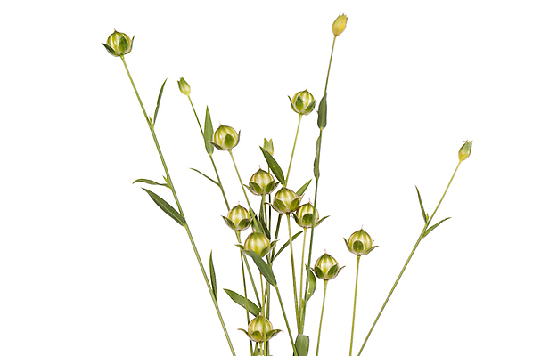 포토 JPG 해외이미지 식물 음식 줄기 잎 재료 자연 건조 사람없음 초록색 농작물 신선 흰배경 아마 해외포토 꽃 컬러 백그라운드 농업 흰색 생태계 파일형식 이미지허브