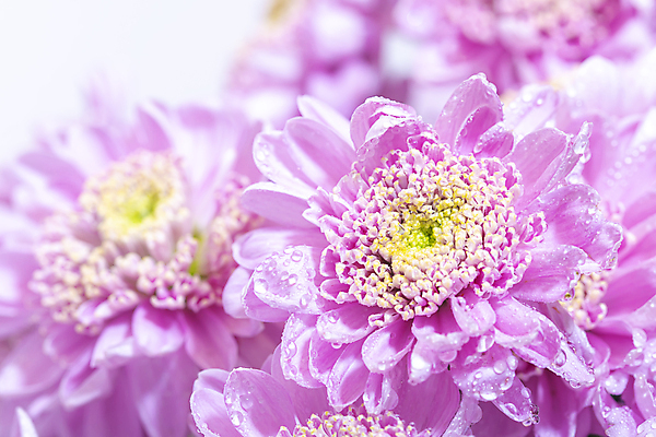 포토 JPG 해외이미지 식물 디자인 계절 꽃잎 꽃 분홍색 꽃다발 백그라운드 잎 꽃무늬 패턴 자연 국화 선물 사람없음 장식 초록색 컬러풀 뷰티 노란색 정원 보라색 봄 벚꽃 축하 신선 개화 닫기 원예 내추럴 해외포토 컬러 컨셉 무늬 모션 취미 생태계 파일형식 이미지허브