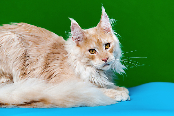 포토 JPG 해외이미지 스튜디오촬영 동물 한마리 응시 남자 백그라운드 패턴 오렌지 포유류 수염 털 사람없음 빨간색 초록색 파란색 반려동물 머리 귀여움 고양이 줄무늬 클래식 은색 모피 꼬리 귀 얼룩무늬 솜털 거짓말 기르기 유래 해외포토 1 시선 컬러 컨셉 무늬 과일 실내 사람 신체부위 돌봄 파일형식 이미지허브