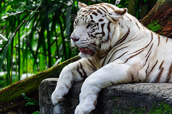 포토 JPG 해외이미지 주간 한마리 응시 야생동물 엎드리기 동물원 사람없음 야외 아웃포커스 맹수 백호 열대잎 해외포토 자연요소 동물 1 시선 잎 모션 촬영기법 호랑이 파일형식 사방신 이미지허브