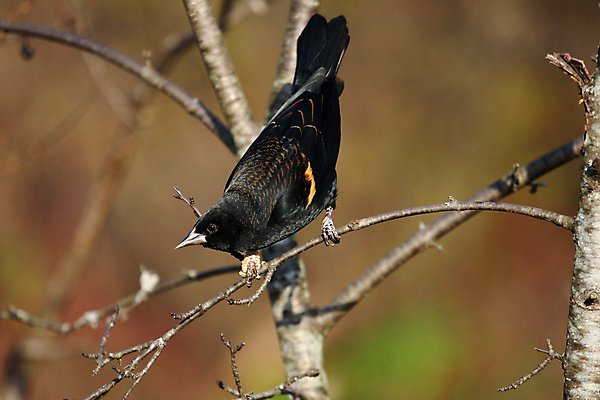 포토 JPG 해외이미지 나무 공원 여자 남자 야생동물 날개 오렌지 자연 조류 앉기 사람없음 야외 빨간색 여름 노란색 보라색 검은색 봄 나뭇가지 습지 깃털 꼬리 부리 계산서 뒤뜰 해외포토 식물 동물 계절 공공시설 컬러 과일 모션 사람 생태계 파일형식 이미지허브