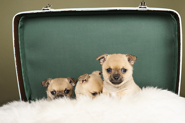 포토 JPG 해외이미지 동물 척추동물 새끼 백그라운드 포유류 가족 털 실내 3 앉기 사람없음 초록색 반려동물 갈색 귀여움 여행가방 흰색 개 강아지 쓰레기 작음 귀 치와와 송곳니 기르기 유래 해외포토 컬러 컨셉 가방 관계 모션 내부 신체부위 치아 크기 돌봄 파일형식 이미지허브