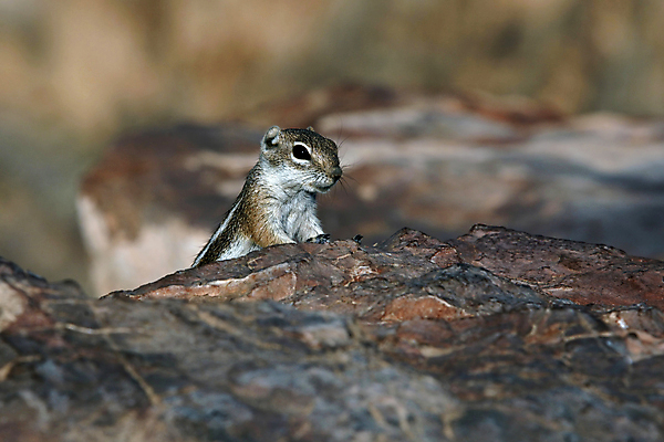 포토 JPG 해외이미지 야생동물 장난 자연 사람없음 환경 흙 수확 설치류 숲 작음 모피 도둑 속도 호기심 시설 다람쥐 해외포토 동물 감정 컨셉 농업 크기 범죄인 생태계 파일형식 이미지허브