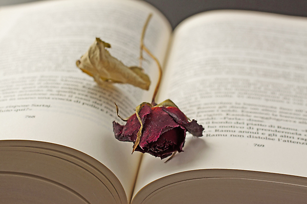 포토 JPG 해외이미지 꽃 사람없음 책 빨간색 장미 드라이플라워 해외포토 식물 컬러 파일형식 이미지허브