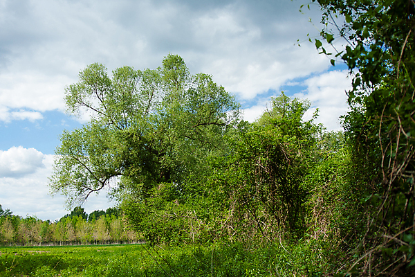 포토 JPG 해외이미지 나무 식물 구름 계절 공원 유럽 호수 여행 백그라운드 잎 밭 자연 하늘 휴가 풍경 초원 사람없음 야외 목재 초록색 물 여름 파란색 빛 햇빛 태양 뷰티 환경 맑음 봄 흰색 시골 숲 언덕 장면 내추럴 해외포토 자연요소 공공시설 나라 컬러 농업 재료 날씨 생태계 파일형식 이미지허브