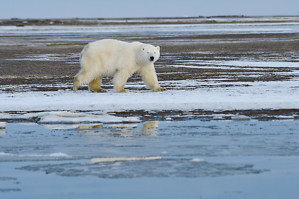 포토 JPG 해외이미지 주간 한마리 야생동물 곰 사람없음 야외 걷기 북극곰 백곰 해외포토 자연요소 동물 1 포유류 모션 파일형식 이미지허브