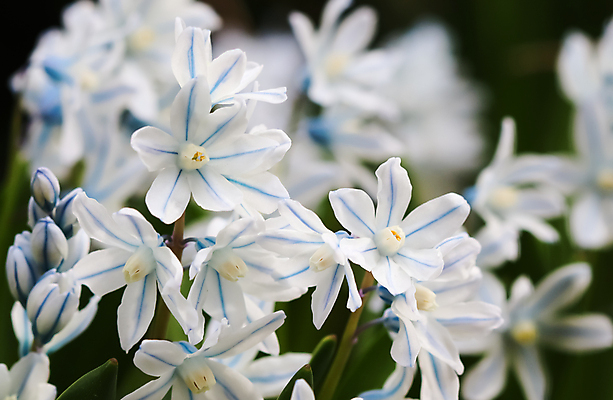 포토 JPG 해외이미지 식물 계절 꽃잎 꽃 백그라운드 잎 꽃무늬 자연 하늘 휴가 사람없음 야외 초록색 파란색 컬러풀 뷰티 환경 정원 보라색 검은색 봄 성장 벚꽃 흰색 신선 개화 4월 원예 내추럴 해외포토 컬러 무늬 취미 날짜 생태계 파일형식 이미지허브