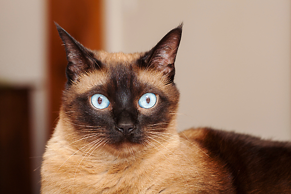 포토 JPG 해외이미지 동물 얼굴 백그라운드 장난 포유류 태국 털 사람없음 파란색 반려동물 갈색 귀여움 고양이 흰색 작음 솜털 노려봄 기르기 유래 해외포토 아시아 컬러 컨셉 표정 신체부위 크기 돌봄 파일형식 이미지허브