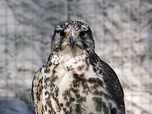포토 JPG 해외이미지 동물 응시 조류 사람없음 머리 닫기 먹이 깃털 시력 부리 육식동물 사냥꾼 직진 해외포토 직업 시선 모션 신체부위 파일형식 이미지허브