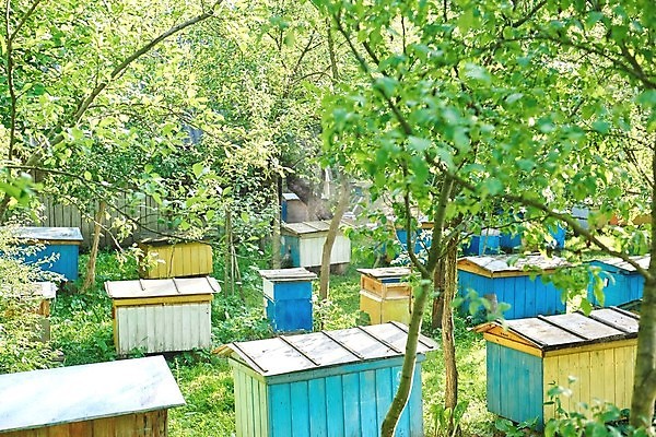 포토 JPG 해외이미지 동물 계절 음식 포즈 곤충 농업 비즈니스 모션 자연 노동자 건강 사람없음 야외 상자 농장 정원 수확 시골 달콤 약초 유기농 꽃가루 꿀 찌르기 벌집 내추럴 밀랍 양봉 양봉장 왁스 많음 해외포토 직업 웰빙 산업 컨셉 풀_식물 맛 가루 생태계 파일형식 이미지허브