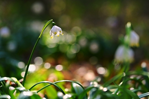 포토 JPG 해외이미지 식물 계절 꽃잎 꽃 백그라운드 잎 꽃무늬 자연 사람없음 야외 초록색 뷰티 환경 정원 봄 들꽃 성장 벚꽃 흰색 신선 눈송이 개화 숲 묘사 속도 내추럴 생태학 헌병 해외포토 교육 컬러 무늬 눈_날씨 군인 생태계 파일형식 이미지허브