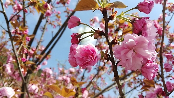 포토 JPG 해외이미지 식물 꽃 백그라운드 꽃무늬 자연 사람없음 초록색 파란색 컬러풀 정원 보라색 봄 벚꽃 수국 해외포토 계절 컬러 무늬 생태계 파일형식 이미지허브