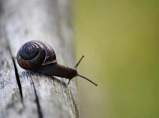 포토 JPG 해외이미지 주간 나무 한마리 사람없음 야외 아웃포커스 소프트포커스 기어가기 해외포토 자연요소 식물 1 모션 촬영기법 파일형식 이미지허브