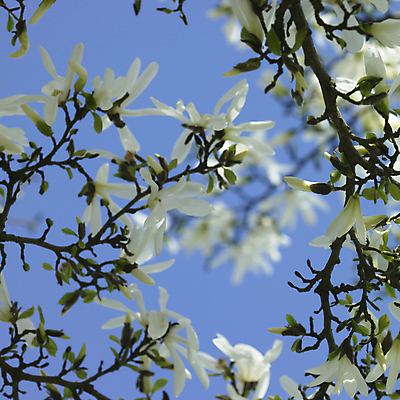 포토 JPG 해외이미지 나무 식물 계절 꽃잎 꽃 꽃다발 잎 꽃무늬 자연 하늘 엄마 발렌타인데이 사람없음 초록색 여름 파란색 컬러풀 뷰티 환경 정원 봄 낭만 성장 벚꽃 흰색 나뭇가지 축하 개화 다발 묘사 목련 깊이 그리너리 해외포토 컬러 컨셉 무늬 가족 데이이벤트 생태계 파일형식 트랜드컬러 이미지허브