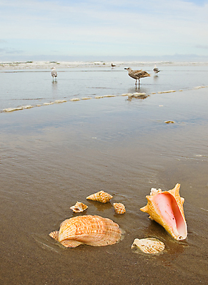 포토 JPG 해외이미지 행복 모래 파도 바다 섬 여행 백그라운드 컨셉 오렌지 갈매기 조류 휴가 조개 휴식 해변 사람없음 물 컬러풀 햇빛 꿈 껍질 소라 탈출 긍정 방문 가리비 잔물결 파라다이스 카피스페이스 해외포토 자연요소 동물 감정 물결 컬러 과일 어패류 태양 공백 파일형식 이미지허브