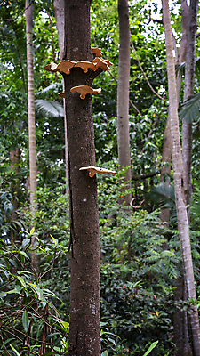 포토 JPG 해외이미지 모양 나무 식물 벽 자연 표면 세포 종류 사람없음 야외 환경 버섯 성장 호주 숲 생태계 통나무 서식지 내추럴 기생충 곰팡이 생태학 해외포토 교육 바이러스 오세아니아 파일형식 이미지허브