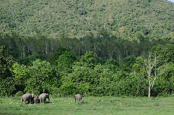 포토 JPG 해외이미지 동물 공원 아시아 야생동물 여행 포유류 가족 태국 자연 코끼리 종류 동양인 사람없음 환경 힘 아기 보호 숲 큼 인도인 코 멸종 내추럴 벌목 인구 전국 지능 해외포토 외국인 공공시설 나라 컨셉 관계 사람 인종 신체부위 크기 생태계 파일형식 이미지허브