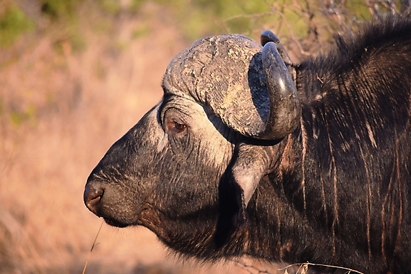 포토 JPG 해외이미지 동물 공원 남자 얼굴 야생동물 여행 포유류 아프리카 자연 초식동물 뿔 국립공원 사람없음 가로 초록색 검은색 게임 흰색 황무지 보호 군중 위험 큼 망토 사파리 황소 5 케냐 남쪽 내추럴 공격적 남아프리카 전국 탄자니아 해외포토 공공시설 나라 컬러 컨셉 놀이 사람 신체부위 숫자 소 크기 방향 생태계 파일형식 이미지허브