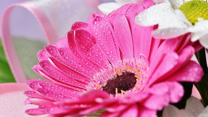 포토 JPG 해외이미지 식물 계절 꽃잎 꽃 분홍색 백그라운드 꽃무늬 오렌지 자연 발렌타인데이 사랑 사람없음 장식 빨간색 물 여름 뷰티 노란색 정원 봄 활발 젖음 벚꽃 흰색 신선 개화 닫기 떨어짐 묘사 싱글 데이지 부드러움 거베라 내추럴 고립 해외포토 자연요소 감정 컬러 컨셉 무늬 과일 모션 데이이벤트 감각 생태계 파일형식 이미지허브