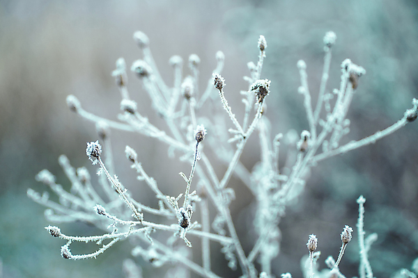 포토 JPG 해외이미지 나무 식물 디자인 계절 백그라운드 잎 크리스마스 겨울 자연 하늘 날씨 추상 휴가 새로움 풍경 사람없음 야외 목재 파란색 뷰티 크리스마스트리 냉동 얼음 봄 추위 가을 흰색 나뭇가지 인사 소나무 신용카드 숲 12월 11월 연도 질감 복고 서리 장면 전나무 내추럴 폭설 눈내림 가문비나무 해외포토 자연요소 기념일 컬러 컨셉 무늬 재료 눈_날씨 금융 예절 날짜 자연재해 생태계 파일형식 이미지허브