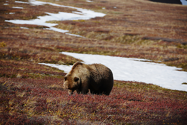 포토 JPG 해외이미지 주간 한마리 야생동물 곰 사람없음 야외 해외포토 자연요소 동물 1 포유류 파일형식 이미지허브