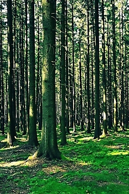 포토 JPG 해외이미지 나무 식물 계절 공원 길 지구 백그라운드 잎 자연 아침 날씨 풍경 사람없음 야외 목재 초록색 여름 빛 햇빛 태양 환경 맑음 일몰 봄 안개 성장 가을 신선 보호 숲 내추럴 생태학 해외포토 주간 자연요소 공공시설 교육 컬러 컨셉 재료 노을 생태계 파일형식 이미지허브