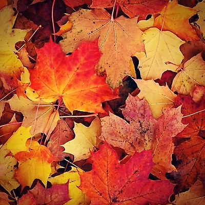 포토 JPG 해외이미지 나무 식물 계절 공원 백그라운드 컨셉 단풍 잎 오렌지 자연 벽지 날씨 추상 건조 따뜻함 사람없음 야외 장식 빨간색 빛 컬러풀 햇빛 태양 갈색 노란색 환경 정원 활발 젖음 추위 수확 황금 숲 9월 11월 묘사 질감 10월 내추럴 해외포토 자연요소 공공시설 컬러 무늬 농업 과일 날짜 생태계 파일형식 이미지허브