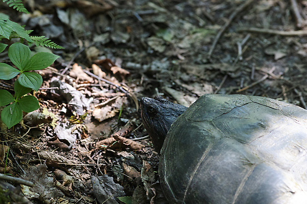 포토 JPG 해외이미지 식물 동물 야생동물 캐나다 파충류 자연 휴식 바닥 사람없음 야외 머리 껍질 거친 황무지 거북이 숲 땅 내추럴 땅바닥 삼림지대 해외포토 컨셉 북아메리카 신체부위 생태계 파일형식 이미지허브