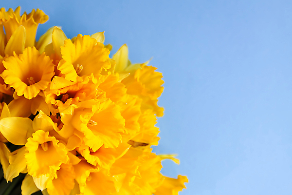 포토 JPG 해외이미지 꽃 하늘색 실내 사람없음 노란색 수선화 카피스페이스 해외포토 식물 컬러 내부 파란색 공백 파일형식 이미지허브