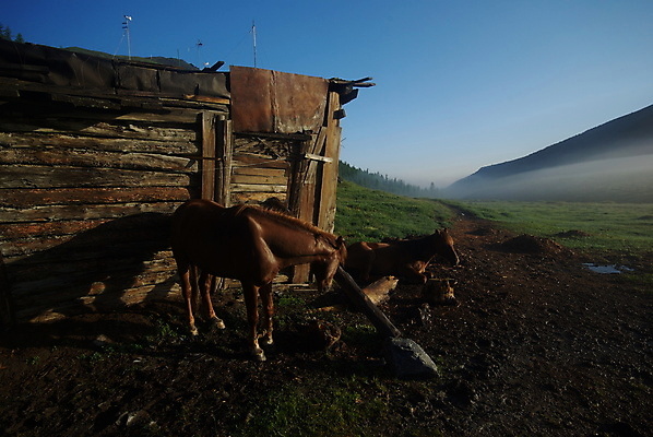 포토 JPG 해외이미지 동물 얼굴 백그라운드 신발 밭 자연 산 사람없음 야외 옆모습 초록색 울타리 뷰티 농장 농경지 갈색 머리 걷기 시골 방목 묘사 그림 윤곽 마차 망아지 해외포토 새끼 교통수단 뷰포인트 컬러 농업 모션 신체부위 담장 말_동물 축산업 생태계 파일형식 이미지허브