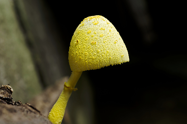 포토 JPG 해외이미지 나무 식물 자연 사람없음 노란색 버섯 성장 숲 곰팡이 해외포토 컬러 생태계 파일형식 이미지허브