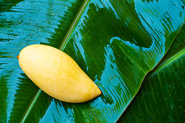 포토 JPG 해외이미지 전통 아시아 음식 백그라운드 잎 농업 다이어트 채소 오렌지 과일 태국 자연 디저트 바나나 건강 요리 동양인 사람없음 초록색 여름 노란색 주스 우유 흰색 신선 황금 달콤 맛 아침식사 먹기 유기농 날것 망고 비타민 내추럴 고립 숙성 이국적 채식주의자 맛있는 해외포토 식물 웰빙 계절 나라 산업 음료 컬러 컨셉 모션 유제품 인종 식사 열대과일 생태계 채식 영양소 파일형식 이미지허브