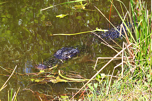포토 JPG 해외이미지 동물 공원 호수 야생동물 자국 파충류 자연 사람없음 야외 물 머리 미국 위험 생물학 장면 악어 주둥이 내추럴 생태학 전국 플로리다 해외포토 자연요소 공공시설 교육 컨셉 북아메리카 신체부위 생태계 파일형식 이미지허브