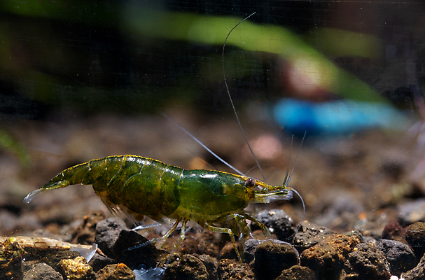 포토 JPG 해외이미지 식물 동물 음식 자연 새우 취미 사람없음 장식 초록색 물 반려동물 컬러풀 뷰티 환경 수중 흙 해조류 묘사 생물학 탱크 에메랄드 수족관 내추럴 민물 해외포토 자연요소 교육 컬러 갑각류 해양식물 보석 생태계 파일형식 이미지허브