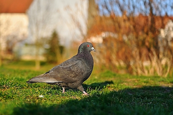 포토 JPG 해외이미지 동물 1 공원 유럽 야생동물 백그라운드 신체 날개 자연 조류 지붕 서기 사람없음 야외 초록색 컬러풀 뷰티 머리 평화 환경 회색 자유 도시 닫기 깃털 묘사 비둘기 부리 내추럴 동물상 무료 수유 해외포토 공공시설 나라 컬러 컨셉 모션 신체부위 조형물 생태계 파일형식 이미지허브