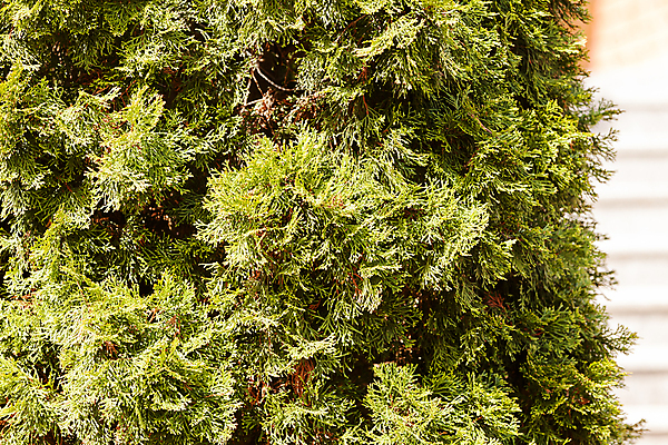 포토 JPG 해외이미지 나무 식물 공원 백그라운드 잎 패턴 가족 자연 벽지 사람없음 장식 초록색 빛 울타리 정원 흰색 나뭇가지 신선 질감 상록수 침엽수 내추럴 해외포토 공공시설 컬러 무늬 관계 담장 생태계 파일형식 이미지허브