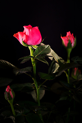 포토 JPG 해외이미지 식물 1 기념일 꽃잎 꽃 포스터 줄기 분홍색 꽃다발 백그라운드 잎 꽃무늬 자연 발렌타인데이 선물 사랑 사람없음 그래픽 장식 빨간색 초록색 뷰티 장미 검은색 활발 낭만 벚꽃 흰색 신선 다발 심볼 싱글 열정 고립 해외포토 감정 컬러 컨셉 무늬 데이이벤트 이벤트 생태계 파일형식 이미지허브